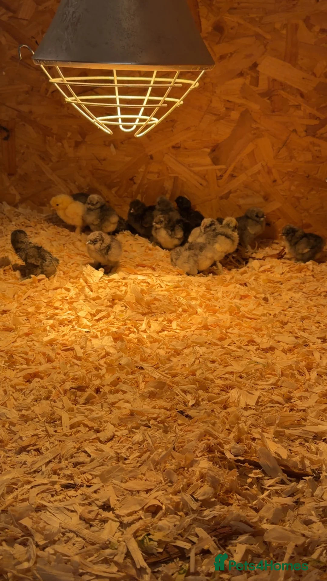 Chickens poultry for sale: Silkie Chicks For Sale - Advert 5