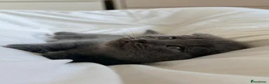 Scottish Fold 3
