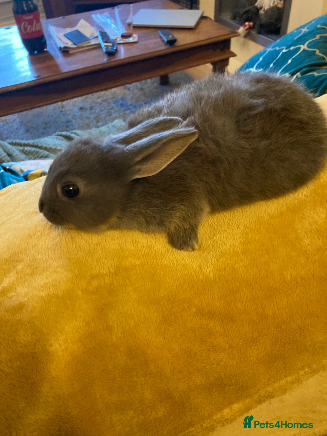 Mixed Breed rabbits for sale:  Dutch cross trx - Advert 3