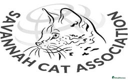 Savannah cats for sale: KIWANGA PEDIGREE F3 SAVANNAH KITTENS  - Image 24