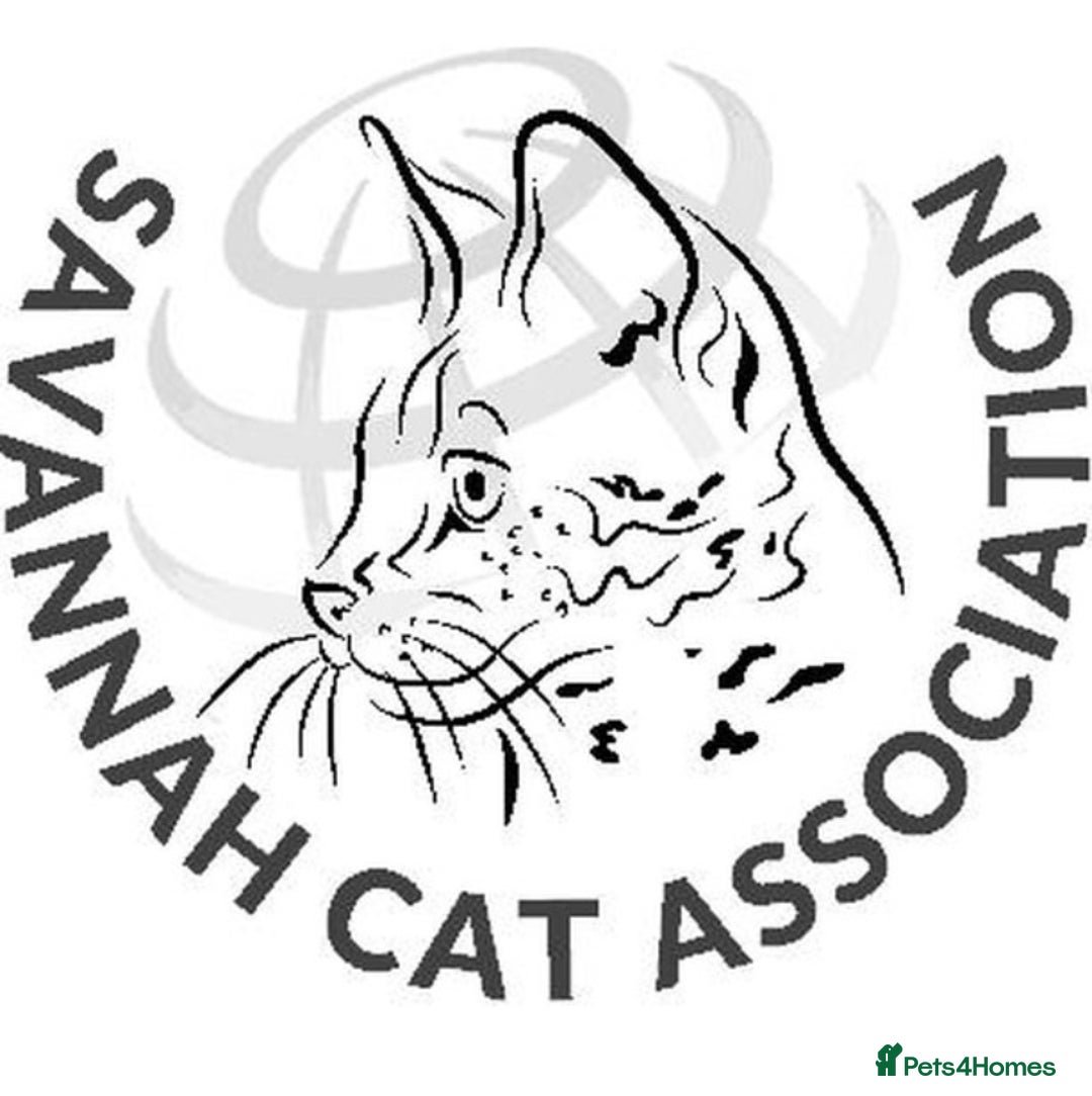 Savannah cats for sale: KIWANGA PEDIGREE F3 SAVANNAH KITTENS  - Image 24