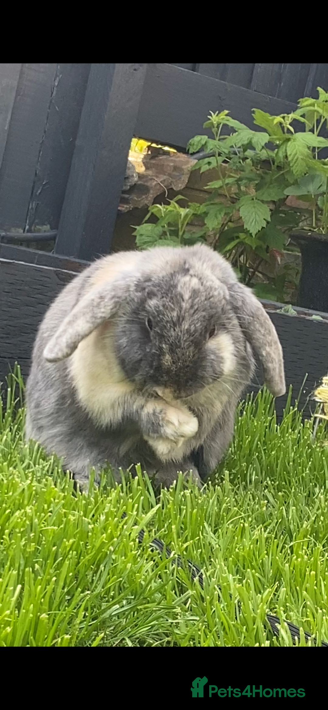 Mini Lop rabbits for sale: Sherlock neutered male (4 y/o) - Advert 2