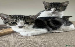 Mixed Breed cats for sale: 2 tabby kittens  - Image 5