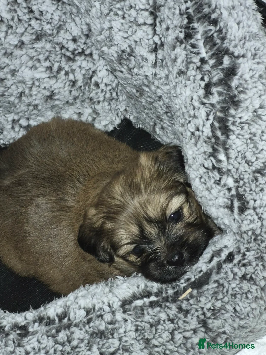 Mixed Breed dogs for sale: La-pom  pups , one boy still available  - Advert 20