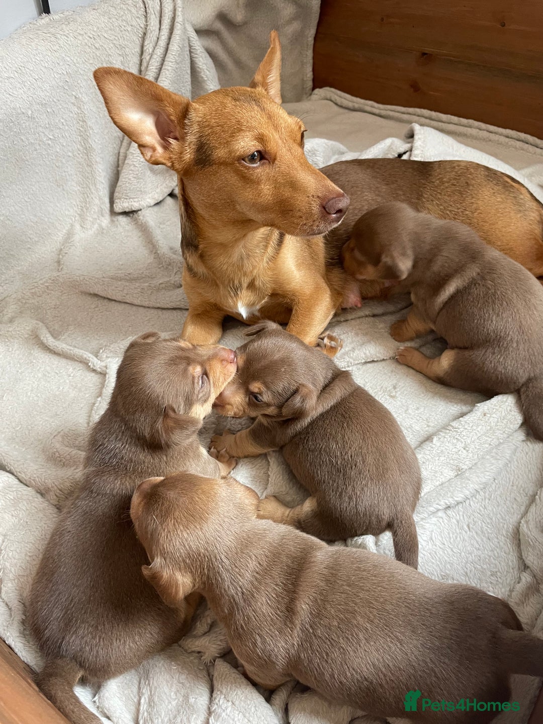 Jack Russell dogs for sale: Jack Russell puppies  - Image 8