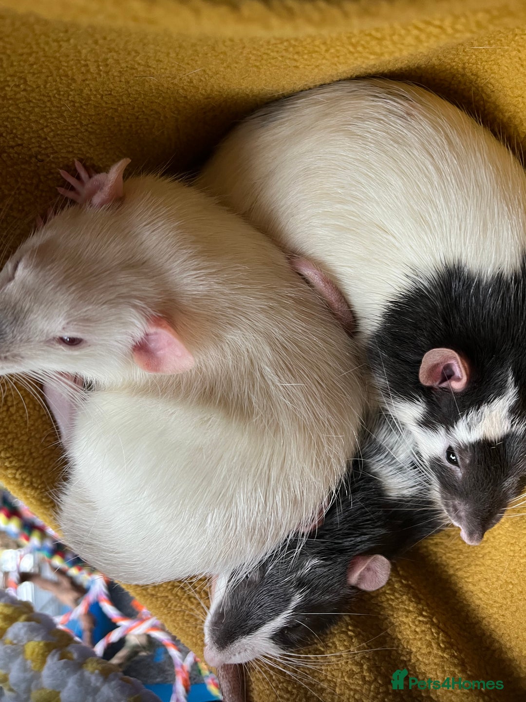 Rat rodents for sale: 3 male rats - Advert 5