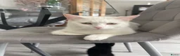 Mixed Breed cats for sale: Kittens for sale  - Advert 1