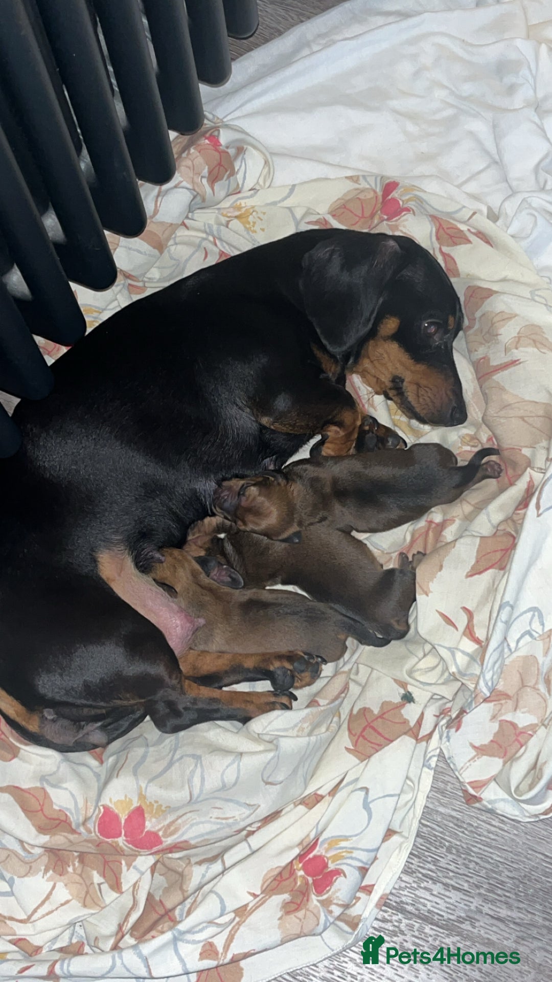 Miniature Dachshund dogs for sale: Miniature female dachshund  - Advert 6