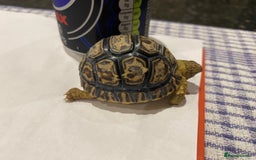 Tortoise reptiles for sale: Leopard tortoises  in Weston-super-Mare - Image 1