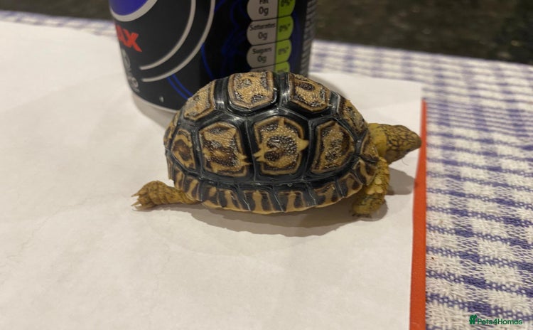 Tortoise reptiles in Weston-super-Mare - Advert 1