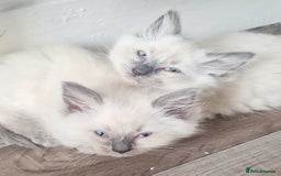Ragdoll cats for sale: Pure Ragdoll kittens READY NOW!!! in Leicester - Image 2