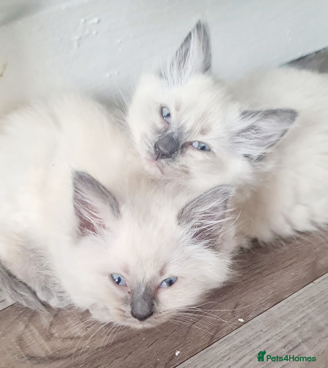 Ragdoll cats for sale: Pure Ragdoll kittens READY NOW!!! in Leicester - Image 2
