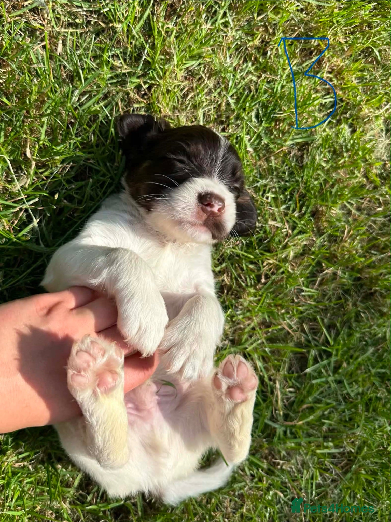 English Springer Spaniel dogs English Springer Spaniel, KC registered puppies - Advert 1