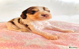 Cocker Spaniel dogs for sale: Fully health tested KC Cocker Spaniel puppies - Image 1