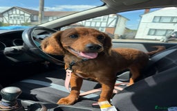Cavapoo dogs for sale: Cavapoo puppy  - Image 3