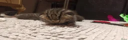 Mixed Breed cats for sale: 7 little kittens looking for new home. - Advert 9