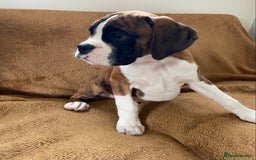 Boxer dogs for sale: Beautiful Boxer puppies - Image 12