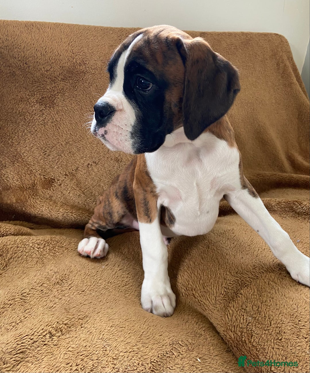 Boxer dogs for sale: Beautiful Boxer puppies - Image 12