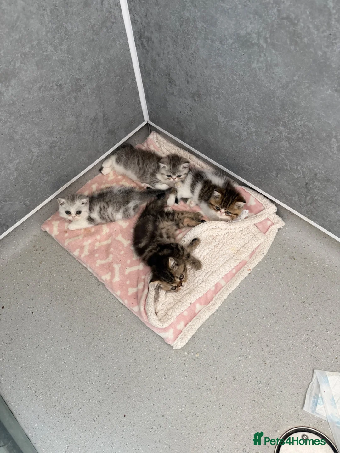 Exotic cats for sale: Beautiful Exotic kittens for sale  - Advert 2