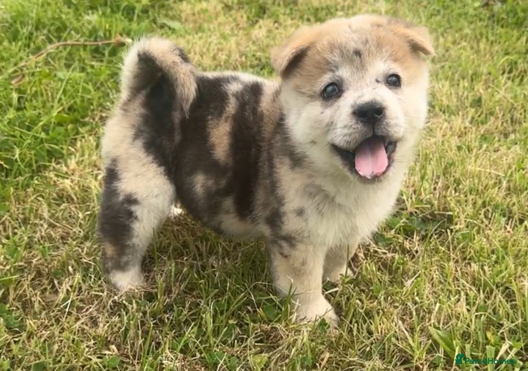 Chow Chow dogs for sale: Exotic colour chowsky puppies for sale  - Image 6