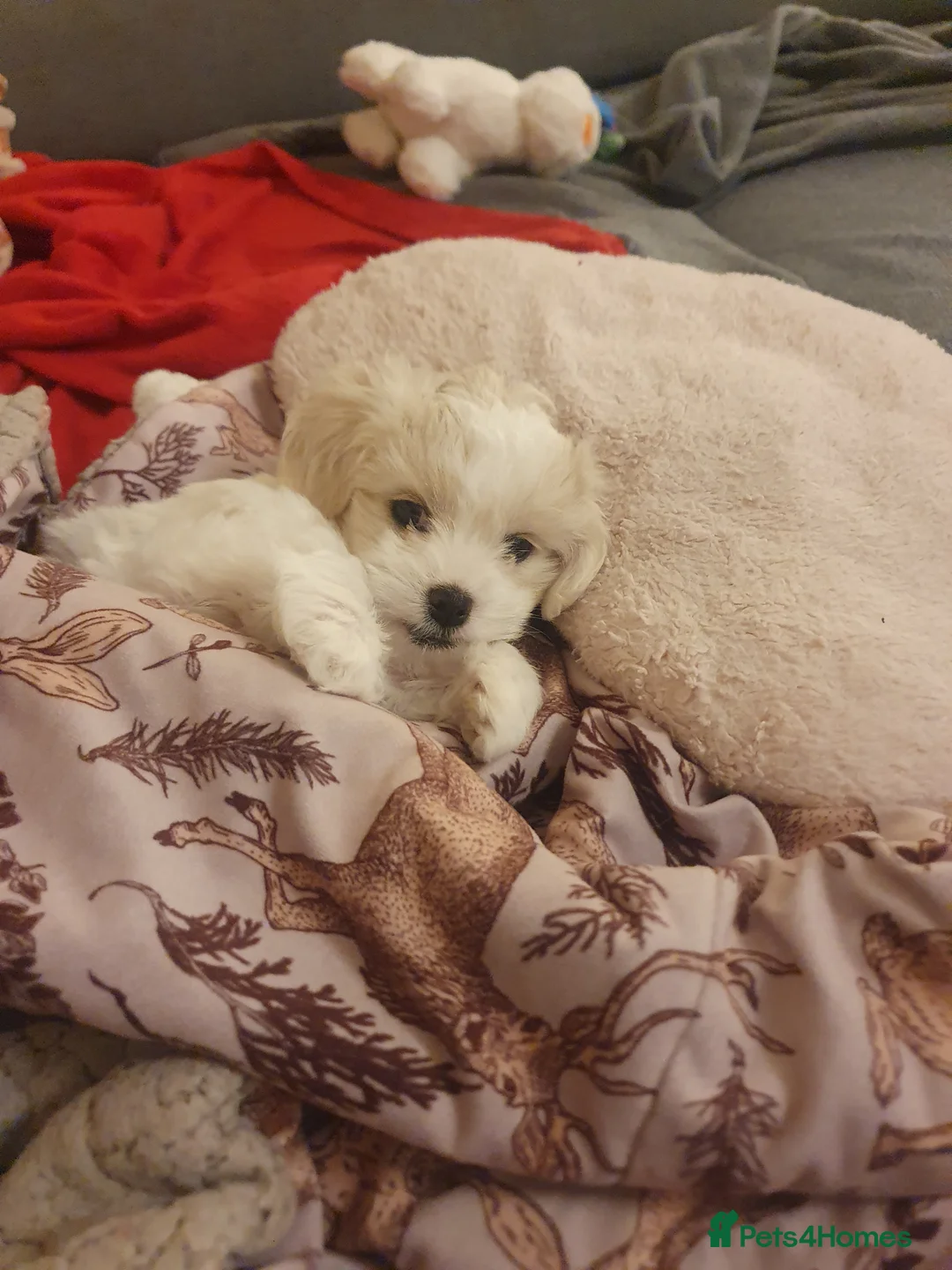 Maltese dogs for sale: Adorable Maltese Puppy Looking for a Forever Home. - Advert 1