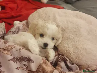 Maltese dogs Adorable Maltese Puppy Looking for a Forever Home. - Advert 1