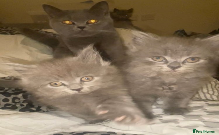 British Shorthair cats - Advert 7