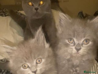 British Shorthair cats - Advert 3