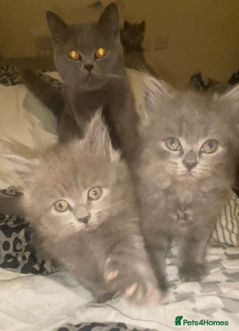 British Shorthair cats - Advert 7