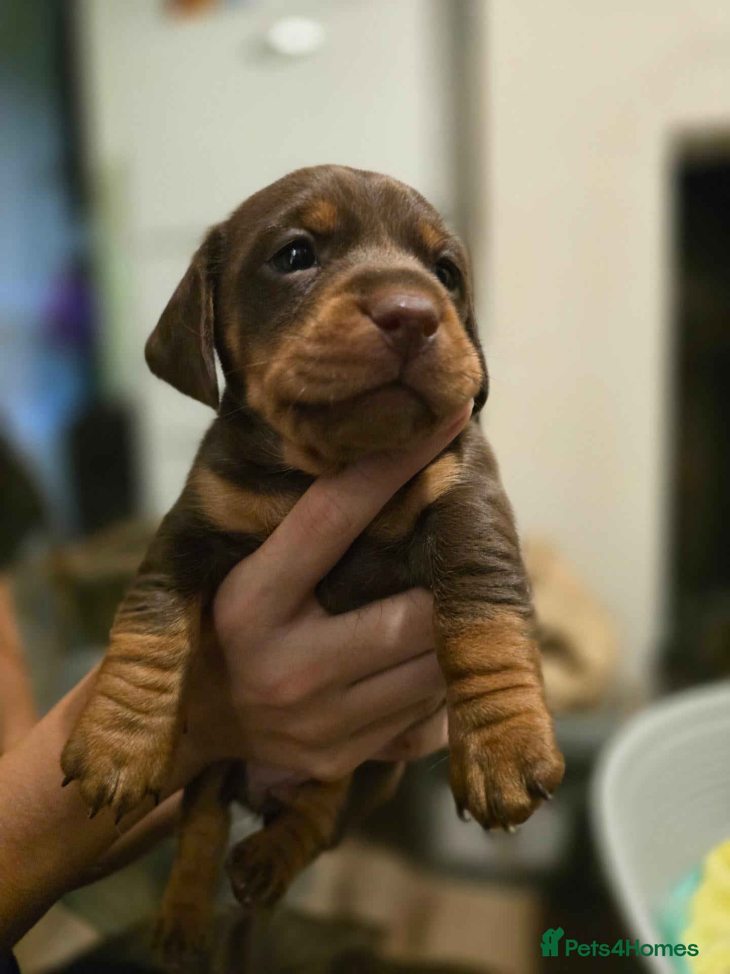Jackshund dogs for sale: Jackhunds pups ready to join family this  **  - Advert 2