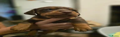 Jackshund 1