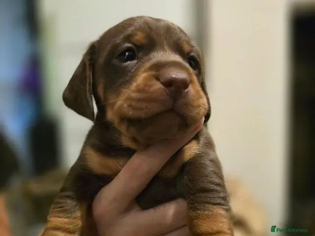 Jackshund dogs for sale: Jackhunds pups ready to join your family - Advert 2