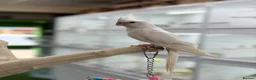 Cockatiels birds for sale: Cocktails  - Advert 8