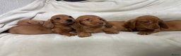 Dachshund dogs for sale: Miniature dachshund pups  - Advert 3