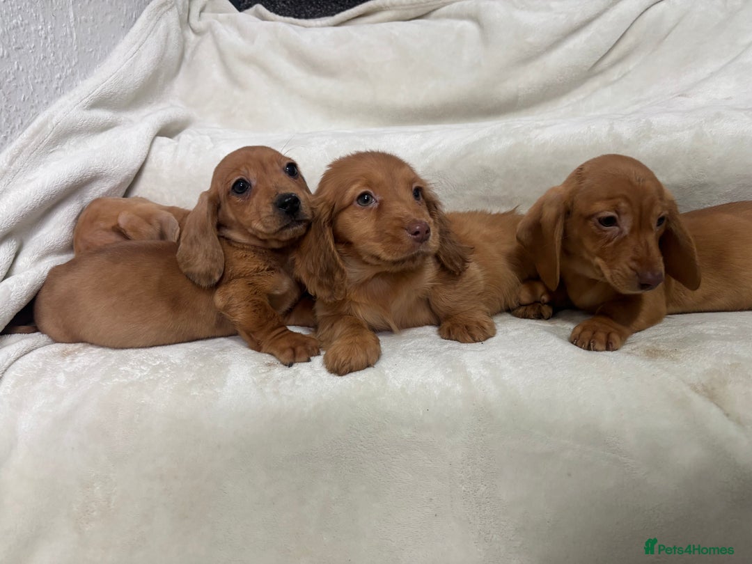 Dachshund dogs for sale: Miniature dachshund pups  - Advert 3
