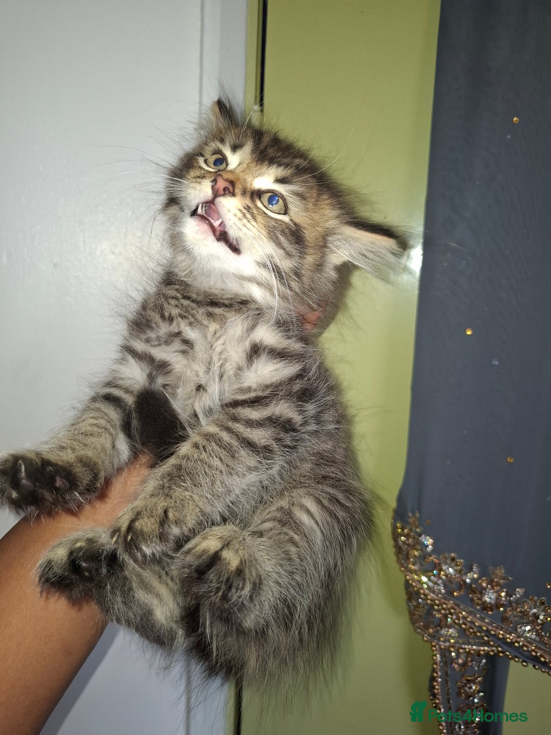 Ragdoll cats for sale: Kittens  - Image 7