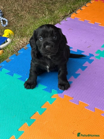 Cocker Spaniel dogs - Advert 11