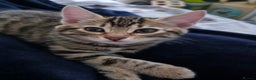 Bengal cats for sale: Beautiful bengal cross kittens - Advert 4