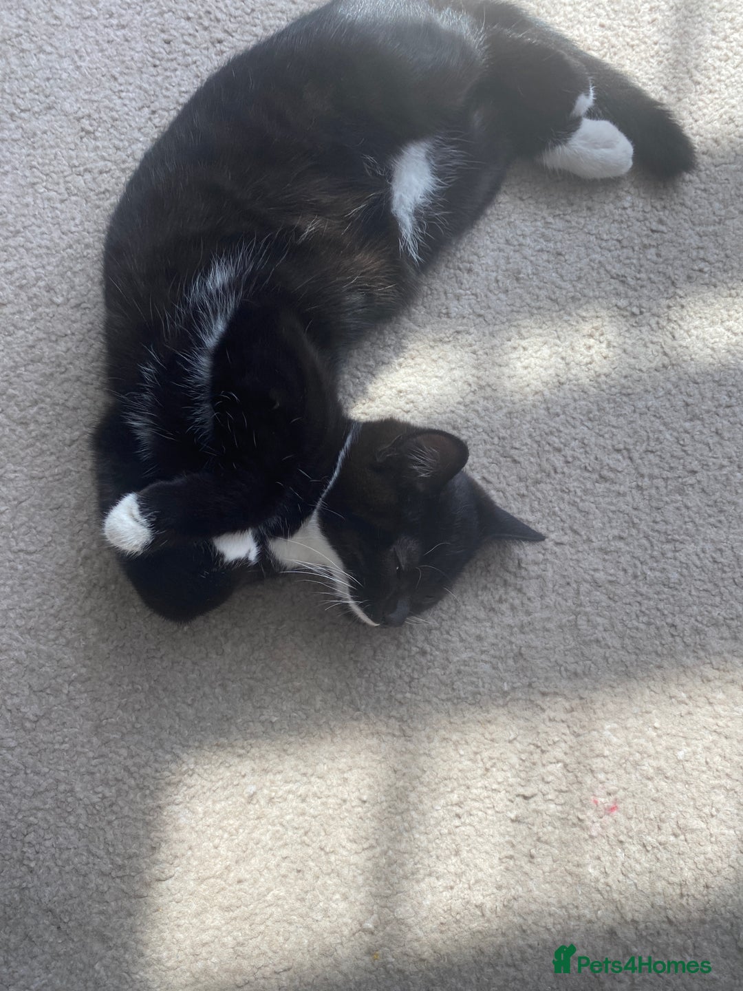 Mixed Breed cats for sale: Lovely 1/2 British shorthair kitten female - Image 4