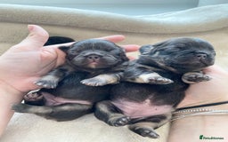 French Bulldog dogs for sale: Beautiful litter off French bulldog puppies  - Image 4