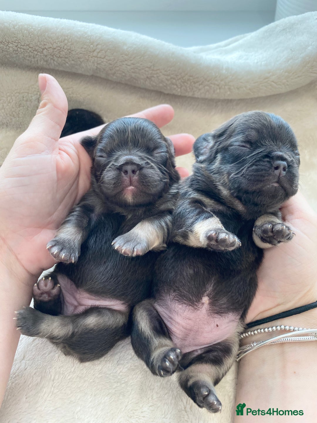 French Bulldog dogs for sale: Beautiful litter off French bulldog puppies  - Image 4