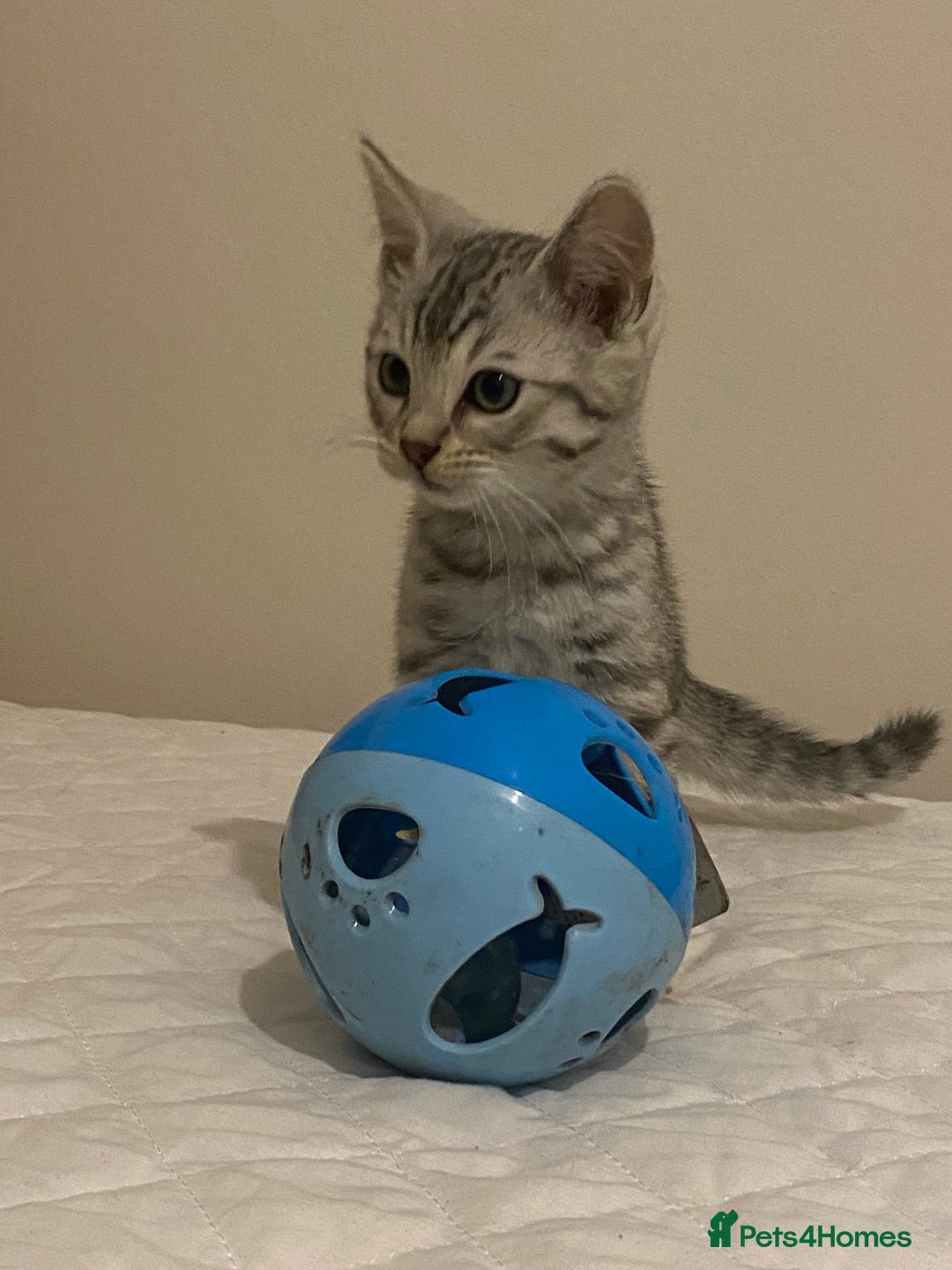 Mixed Breed cats for sale: Ragdol x bengal  - Advert 4