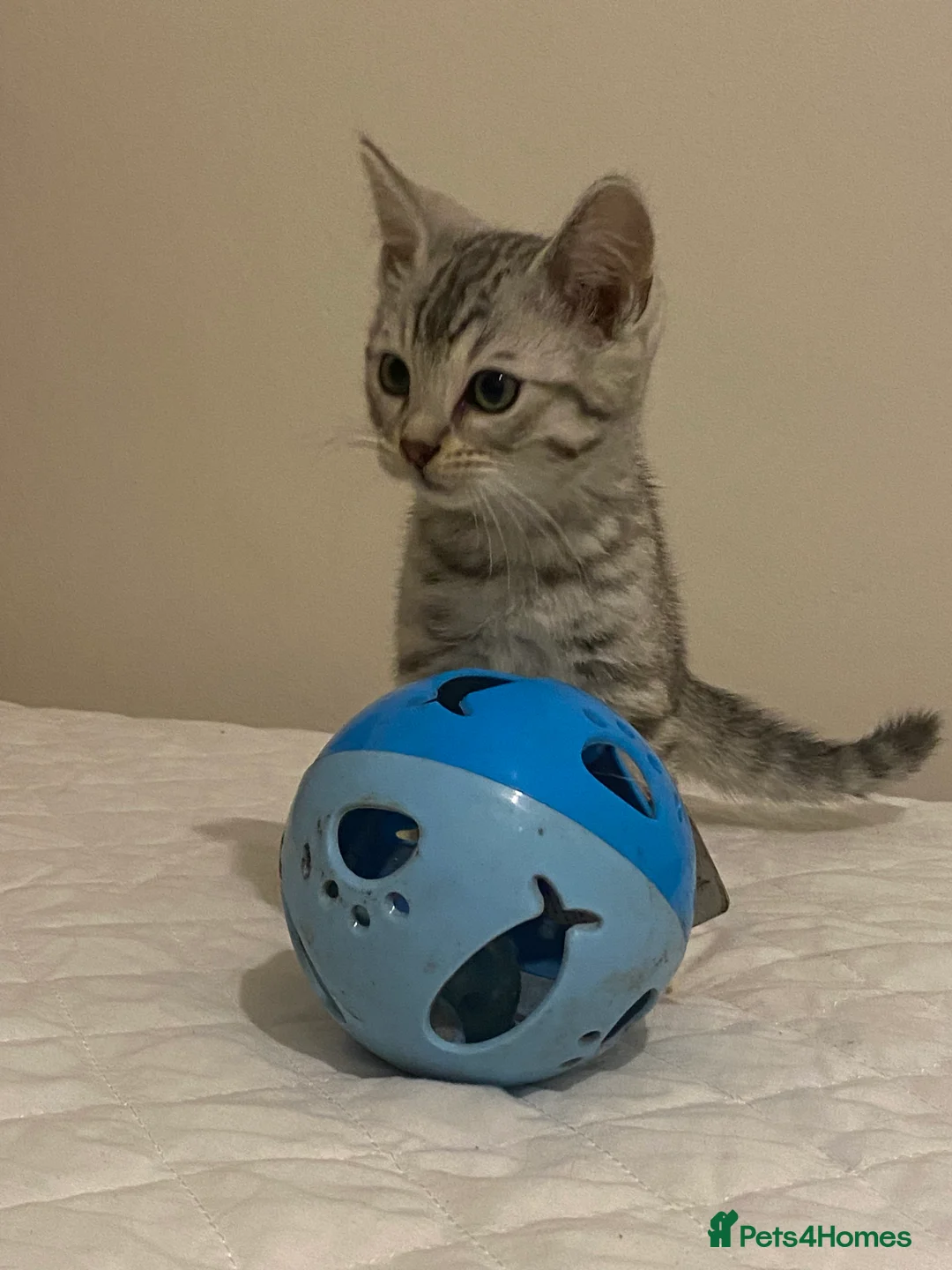 Mixed Breed cats for sale: Ragdol x bengal 2 left  - Advert 4