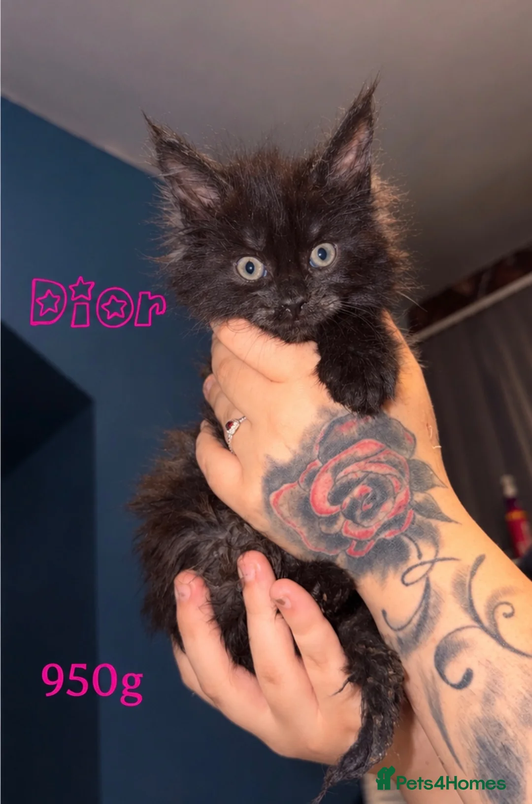 Maine Coon cats for sale: TICA REGISTERED MAINE COON KITTENS - Advert 10