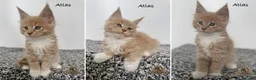 Maine Coon cats for sale: 🐾 Maine Coon Kittens TICA Registered 🐾 - Advert 5