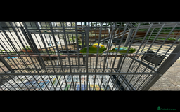 Parrots birds for sale: 2 Amazon Parrots with large cage  - Image 2