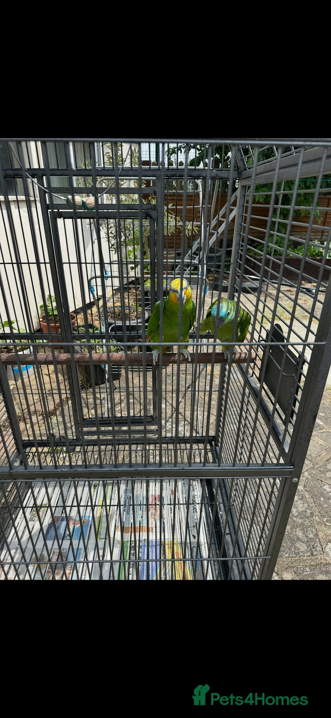 Parrots birds for sale: 2 Amazon Parrots with large cage  - Image 2