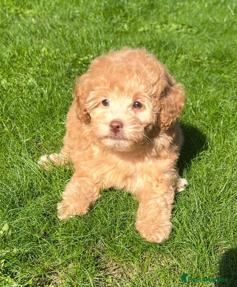 Labradoodle dogs READY NOW! Mini Labradoodle Puppies all girls - Advert 3