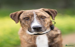 Mixed Breed dogs for adoption: Sweet Natured REX - Image 8