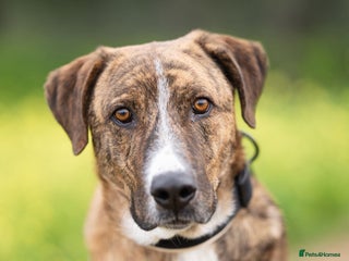 Mixed Breed dogs Sweet Rex needs a warm home for Winter ❄️ - Advert 1